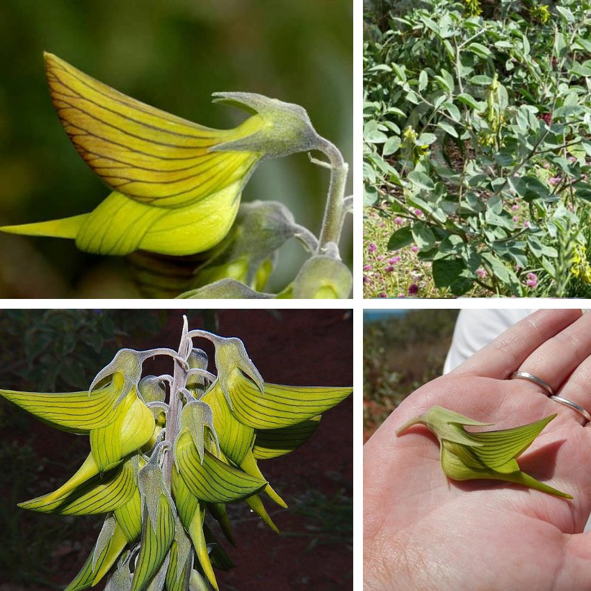 Scarce True Regal Green Birdflower Crotalaria cunninghamii