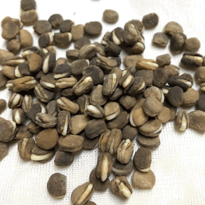 Native Wild American Ginseng Panax quinquefolius 30 Seeds