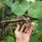 Unusual Gaping Dutchman's Pipevine Aristolochia Ringens - 15 Seeds