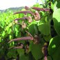 Unusual Gaping Dutchman's Pipevine Aristolochia Ringens - 15 Seeds