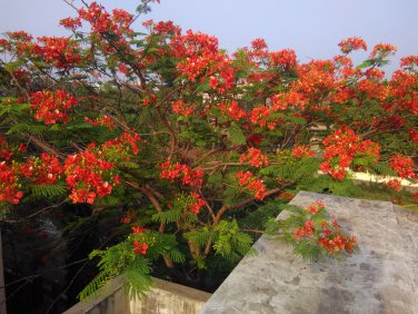 Flamboyant Red Gulmohar Tree Delonix regia - 8 Seeds