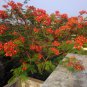 Flamboyant Red Gulmohar Tree Delonix regia - 8 Seeds