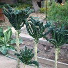 Rare Heirloom Vegetable Black Tuscan Tree Kale Lacinato Brassica oleracea - 50 Seeds