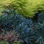 Rare Heirloom Vegetable Black Tuscan Tree Kale Lacinato Brassica oleracea - 50 Seeds