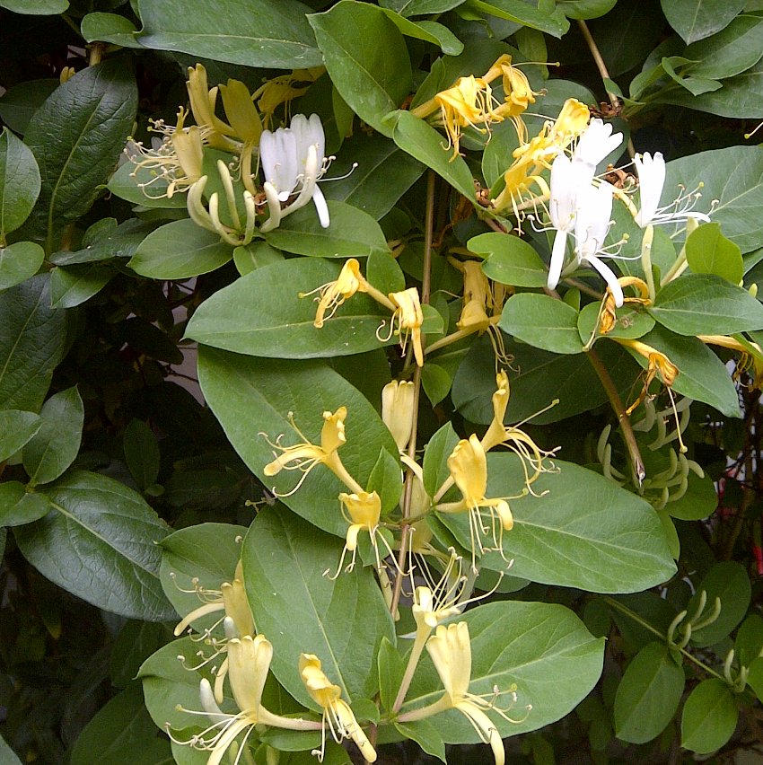 Honeysuckle Sweet Tea Lonicera japonica - 25 Seeds