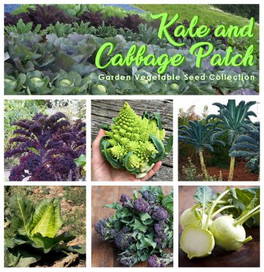 Organic Kale and Cabbage Patch Heirloom OP Garden Vegetable Seed Collection - 6 Varieties