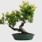 Honeysuckle Sweet Tea Lonicera japonica - 25 Seeds