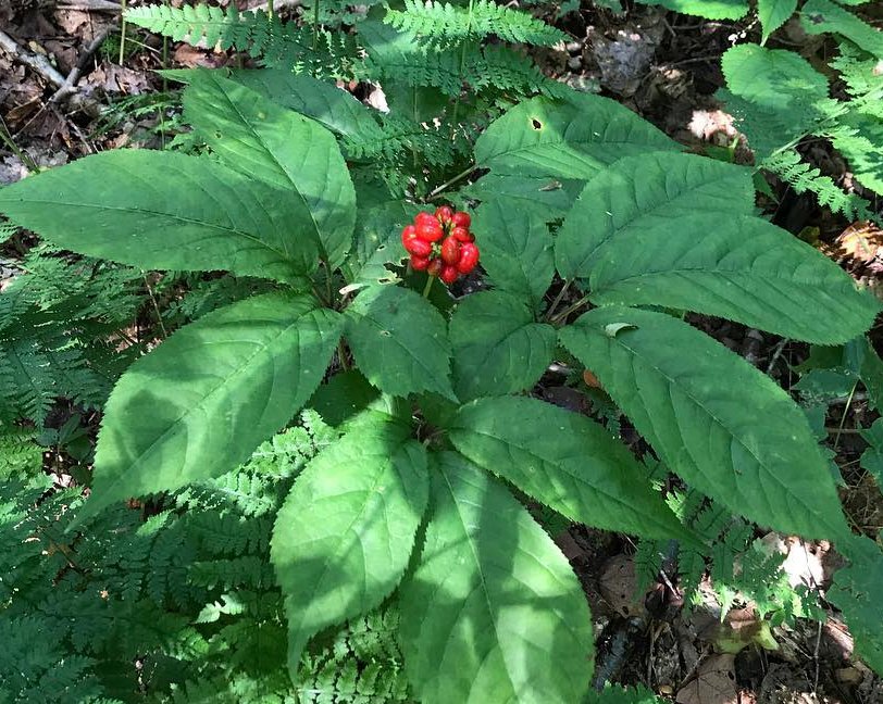 Native Wild American Ginseng Panax quinquefolius 30 Seeds