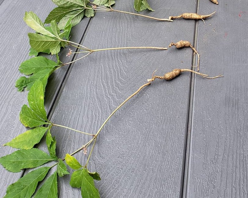 Native Wild American Ginseng Panax quinquefolius 30 Seeds