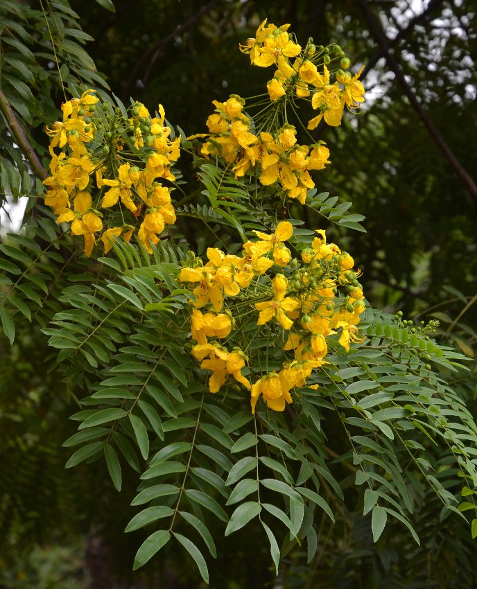 Rare Showy Gold Medallion Tree Cassia Leptophylla 8 Seeds 