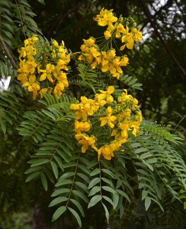 Rare Showy Gold Medallion Tree Cassia leptophylla - 8 Seeds