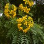 Rare Showy Gold Medallion Tree Cassia leptophylla - 8 Seeds