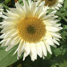 Unusual White Sunflower ProCut White Lite Helianthus annuus - 20 Seeds