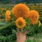 Tall Full Double Sunflower Helianthus annuus - 30 Seeds