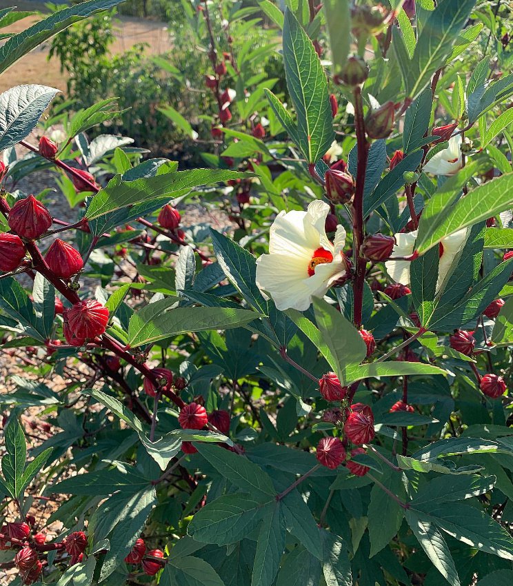 Jamaica Tropical Roselle Wild Hibiscus sabdariffa 10 Seeds