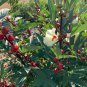 Tropical Roselle Wild Hibiscus Herb Hibiscus sabdariffa (Hibiscus Tea) - 10 Seeds