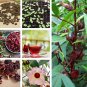 Tropical Roselle Wild Hibiscus Herb Hibiscus sabdariffa (Hibiscus Tea) - 10 Seeds