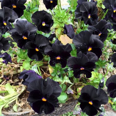 Black Beauty Pansy Viola Wittrockiana - 30 Seeds