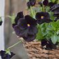 Black Beauty Pansy Viola Wittrockiana - 30 Seeds
