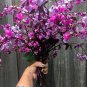 Purple Hyacinth Bean Vine Dolichos Lablab purpureus - 10 Seeds