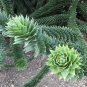 Rare Monkey Puzzle Tree Chilean Pine Araucaria araucana - 5 Seeds