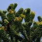 Rare Monkey Puzzle Tree Chilean Pine Araucaria araucana - 5 Seeds