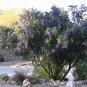 Fragrant Purple Texas Mountain Laurel Mescal Bean Sophora secundiflora - 12 Seeds