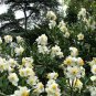 Rare White California Bush Anemone Carpenteria californica - 20 Seeds