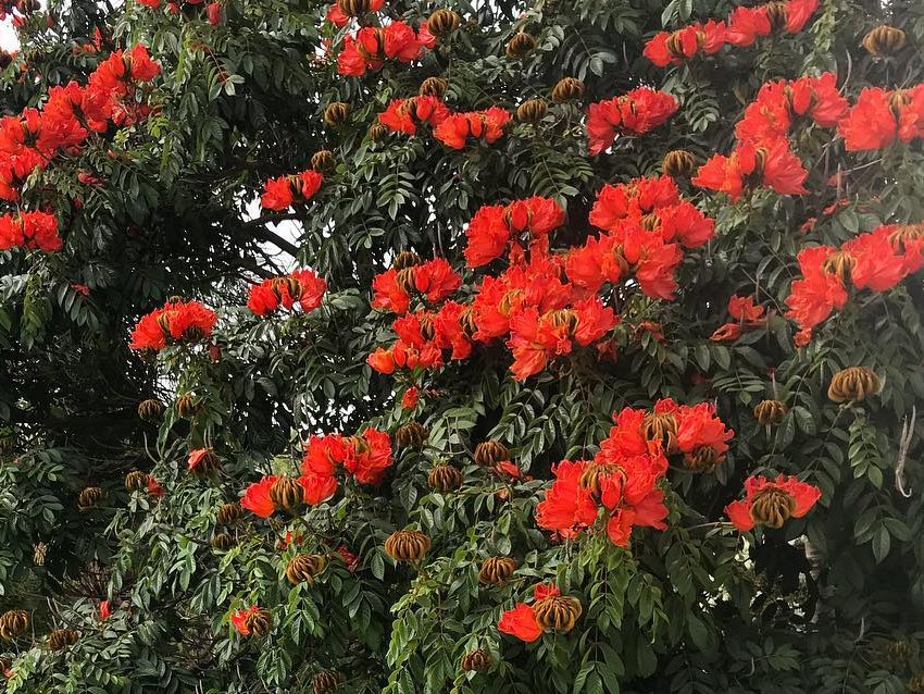 Red African Tulip Tree Spathodea Campanulata - 5 Seeds