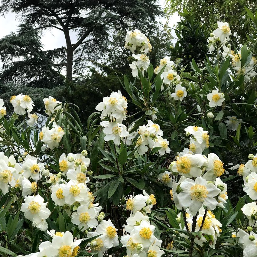 Native White California Bush Anemone Carpenteria californica - 20 Seeds
