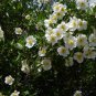 Native White California Bush Anemone Carpenteria californica - 20 Seeds