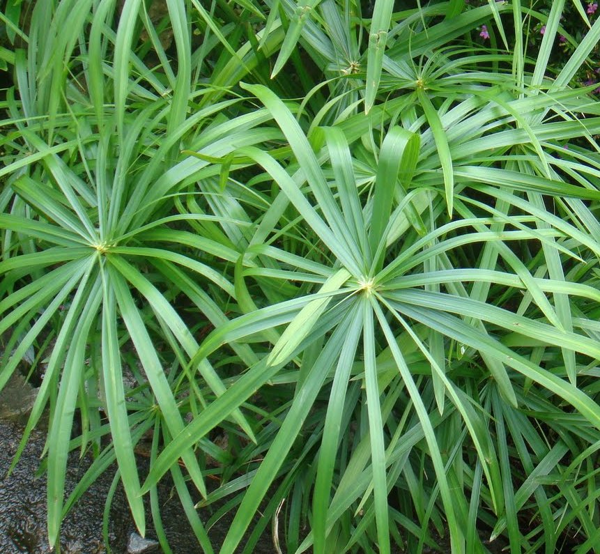 Tall Umbrella Grass Cyperus Alternifolius / Papyrus 1