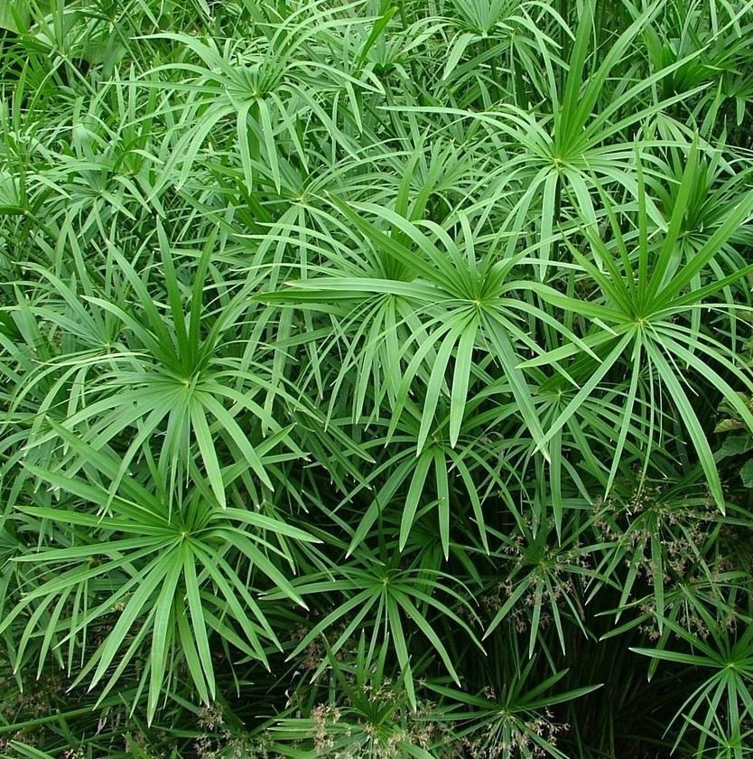 Umbella plant Flatsedge Thai herb garden 150 seeds Cyperus alternifolius NEW