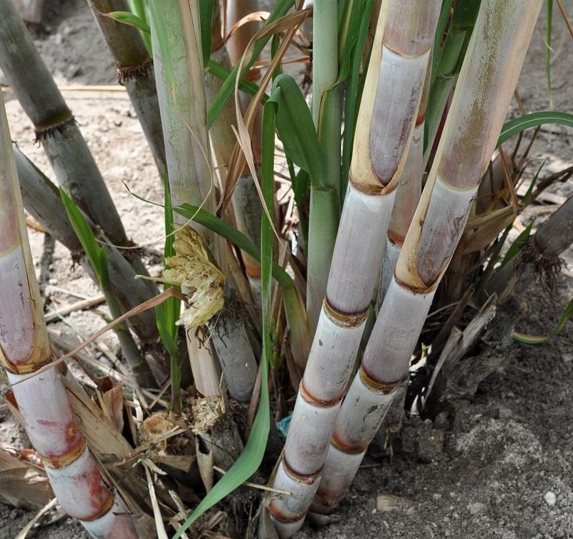 Organic Sweet Sugarcane Saccharum officinarum 2 Live Plants