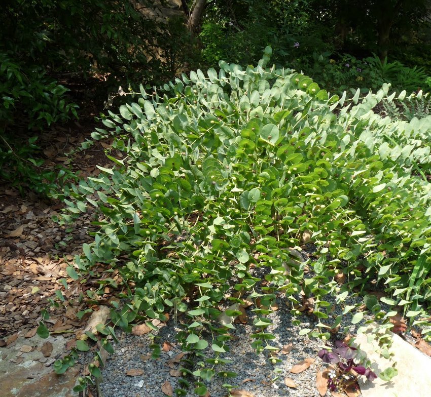 Wild Indigo Rare Cat Bells Baptisia perfoliata 10 Seeds