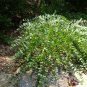 Wild Indigo Rare Cat Bells Baptisia perfoliata - 10 Seeds