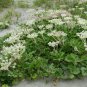 Rare! Wild Beach Silvertop Glehnia littoralis leiocarpa - 40 Seeds