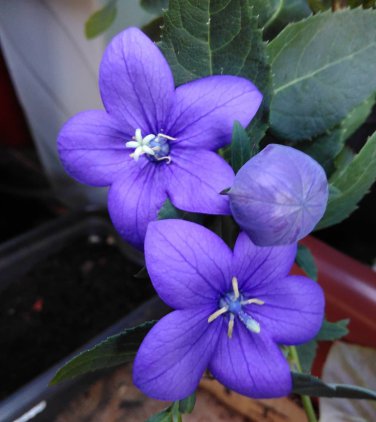 Medicinal Balloon Flower Purple Platycodon grandiflorus - 40 Seeds