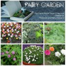 Fairy Garden Small Plant Seed Collection - 6 Varieties