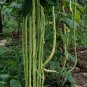 Organic Dark Green Chinese Long Bean Vigna Unguiculata Sesquipedalis - 50 Seeds