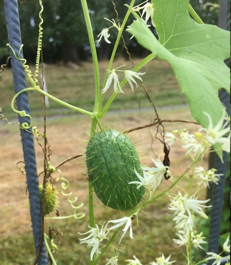 Fragrant Native Ornamental Wild Cucumber Echinocystis lobata - 5 Seeds