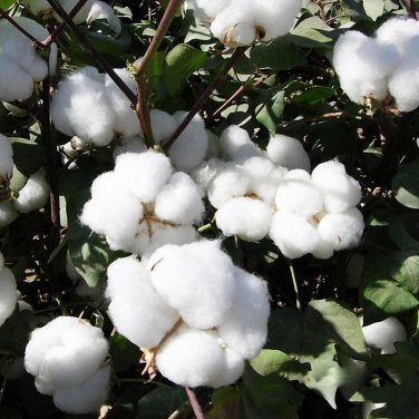 White Upland Cotton Gossypium hirsutum - 20 Seeds