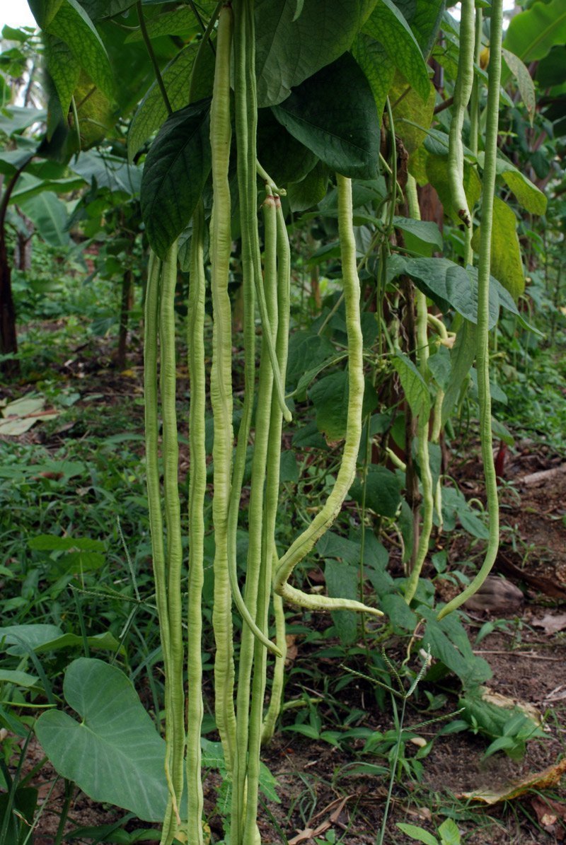 Bulk Organic Dark Green Chinese Long Bean Vigna
