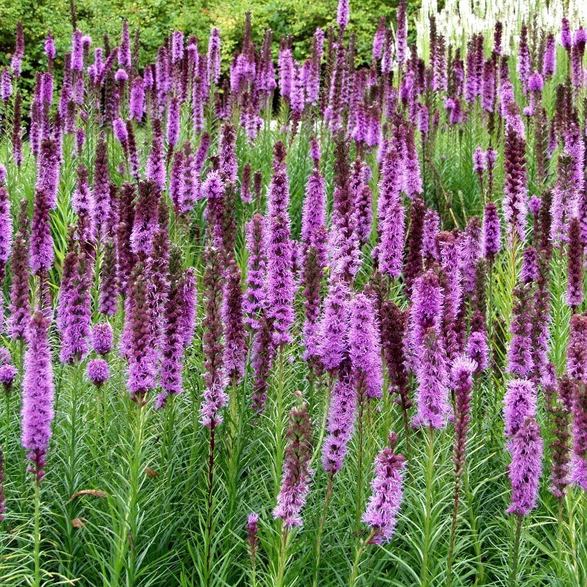 Native Gayfeather Blazing Star Liatris spicata - 80 Seeds