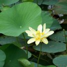 Native American Pond Water Lily Lotus Nelumbo lutea - 4 Seeds