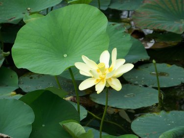 Native American Pond Water Lily Lotus Nelumbo lutea - 4 Seeds