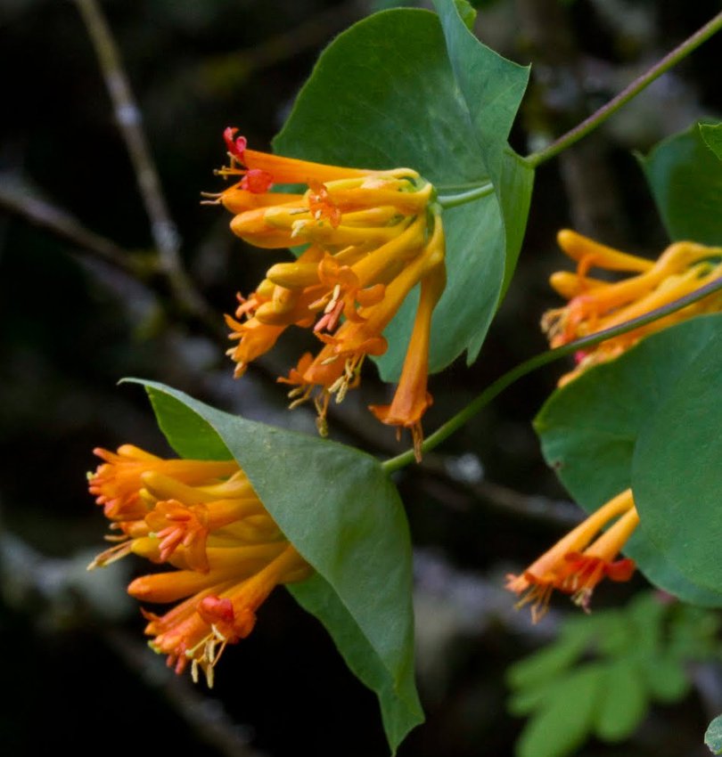 Western Trumpet Honeysuckle ubicaciondepersonas.cdmx.gob.mx