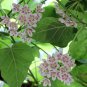 Wattakaka Milkweed Vine Dregea sinensis - 8 Seeds