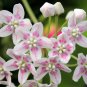 Wattakaka Milkweed Vine Dregea sinensis - 8 Seeds