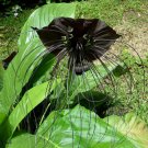 Black Bat Flower Plant Tropical Tacca chantrieri - 8 Seeds